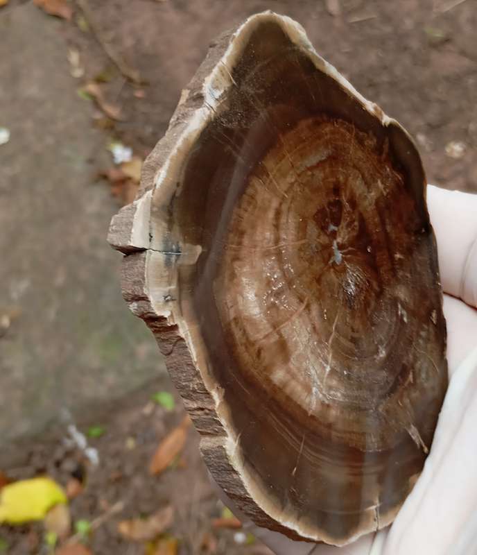 Triassic petrified conifer wood (woodworthia) - Molteno formation Zimbabwe