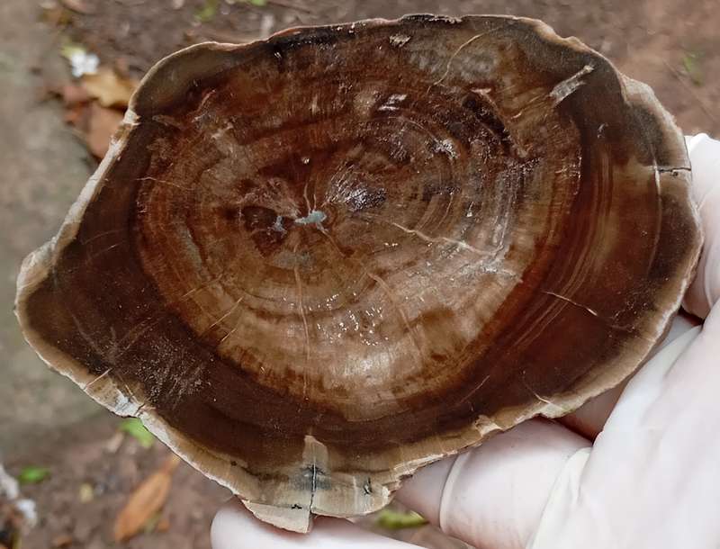 Triassic petrified conifer wood (woodworthia) - Molteno formation Zimbabwe
