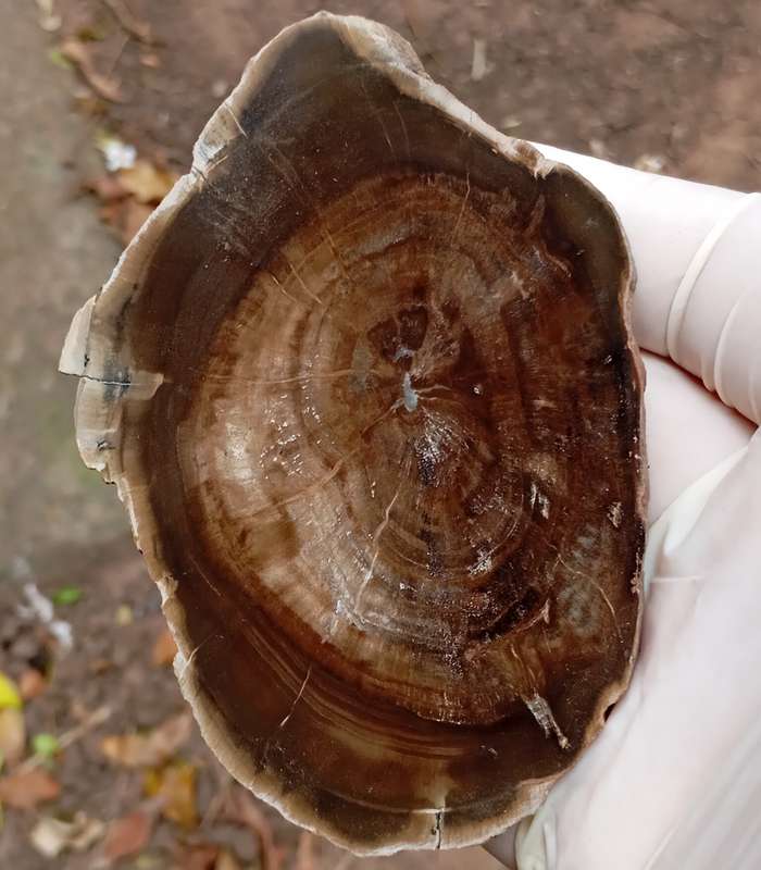 Triassic petrified conifer wood (woodworthia) - Molteno formation Zimbabwe