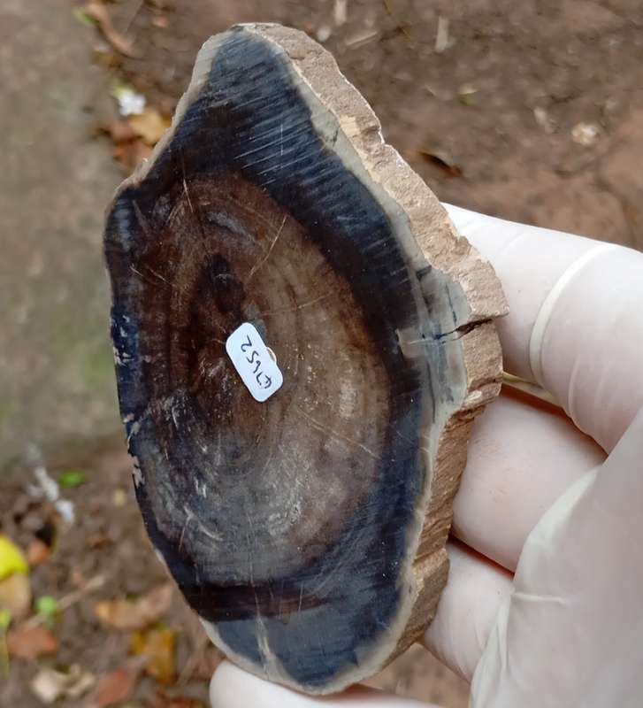 Triassic petrified conifer wood (woodworthia) - Molteno formation Zimbabwe