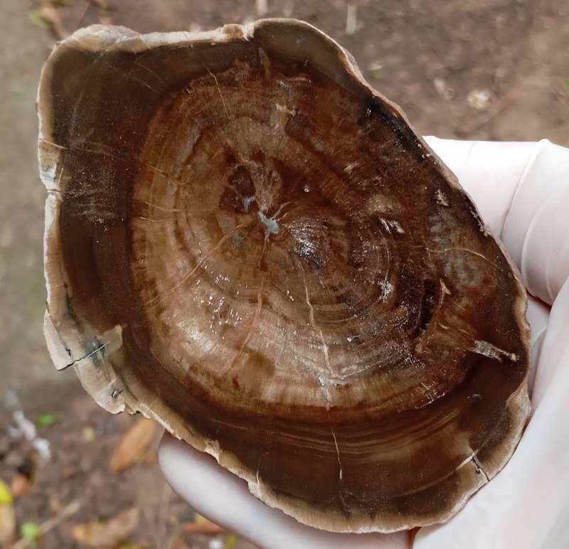 Triassic petrified conifer wood (woodworthia) - Molteno formation Zimbabwe