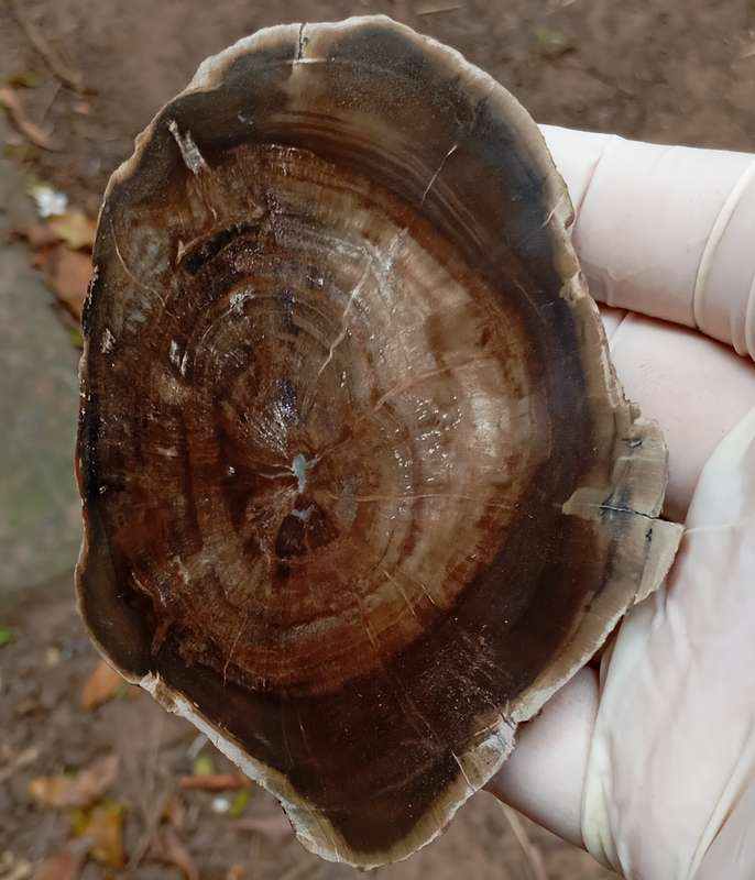 Triassic petrified conifer wood (woodworthia) - Molteno formation Zimbabwe