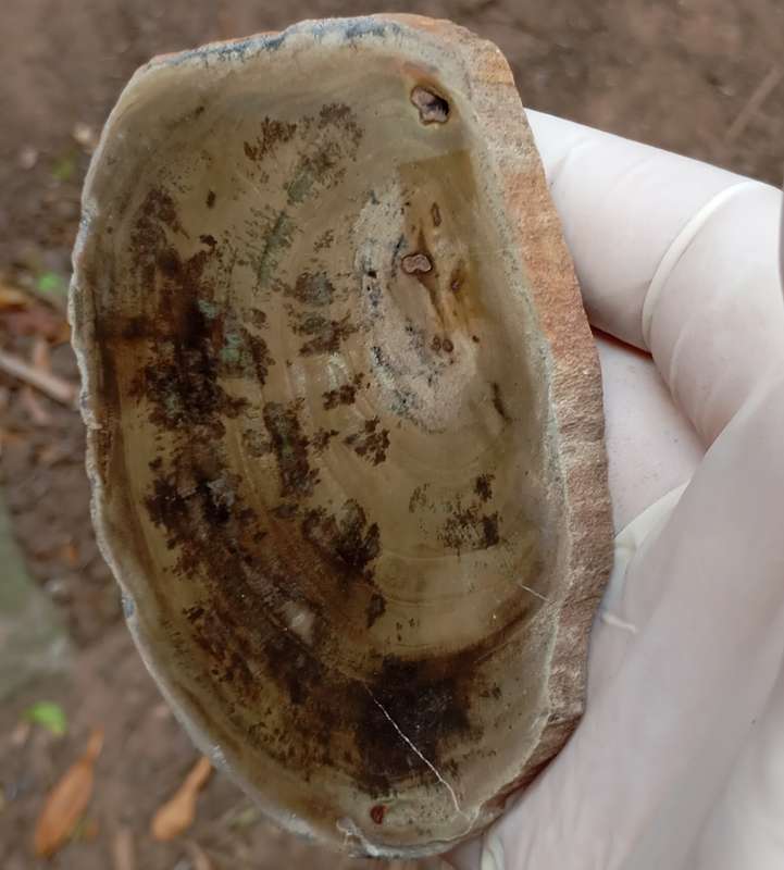 Triassic petrified conifer wood (woodworthia) - Molteno formation Zimbabwe
