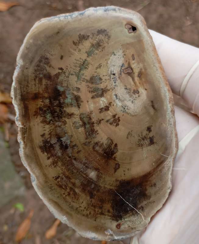 Triassic petrified conifer wood (woodworthia) - Molteno formation Zimbabwe