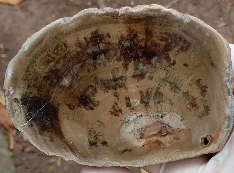 Triassic petrified conifer wood (woodworthia) - Molteno formation Zimbabwe