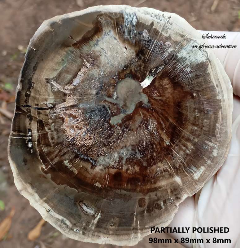 Triassic petrified conifer wood (woodworthia) - Molteno formation Zimbabwe