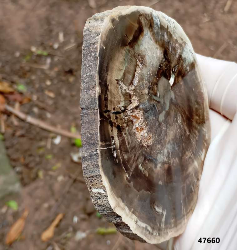 Triassic petrified conifer wood (woodworthia) - Molteno formation Zimbabwe