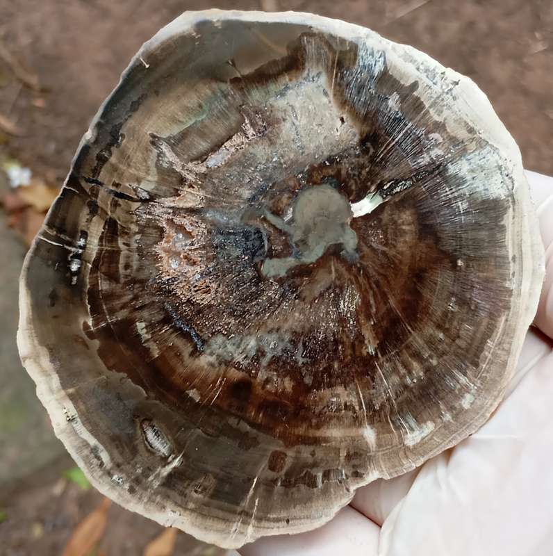 Triassic petrified conifer wood (woodworthia) - Molteno formation Zimbabwe
