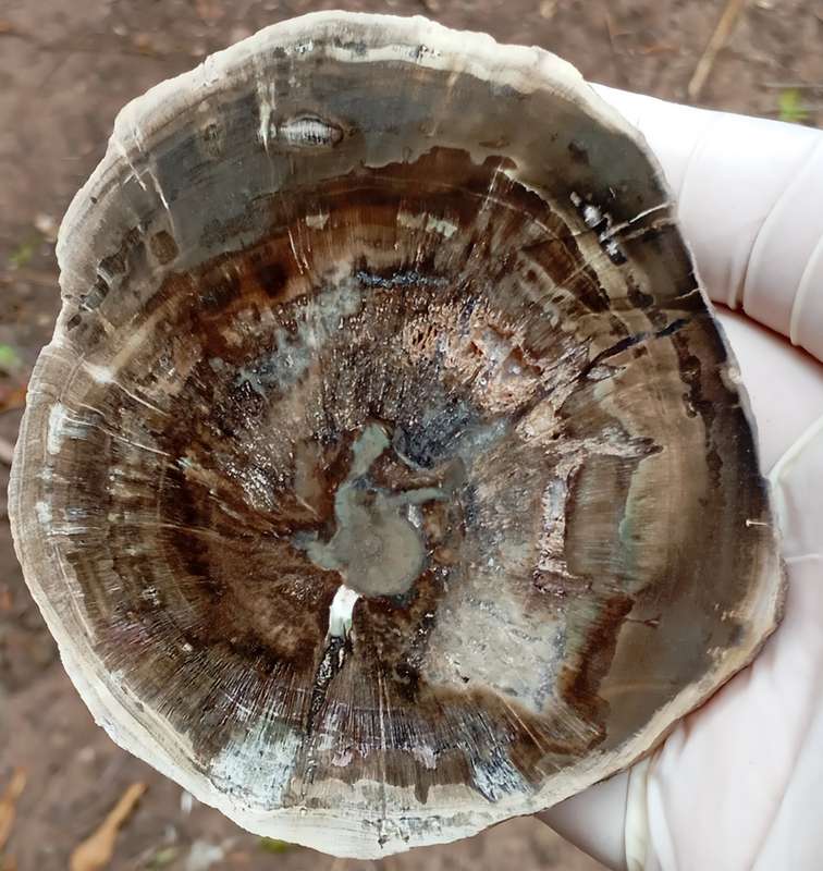Triassic petrified conifer wood (woodworthia) - Molteno formation Zimbabwe