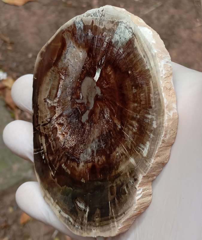 Triassic petrified conifer wood (woodworthia) - Molteno formation Zimbabwe
