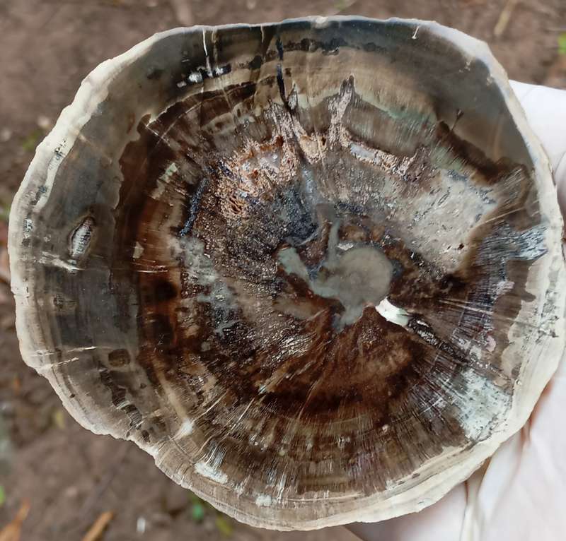 Triassic petrified conifer wood (woodworthia) - Molteno formation Zimbabwe