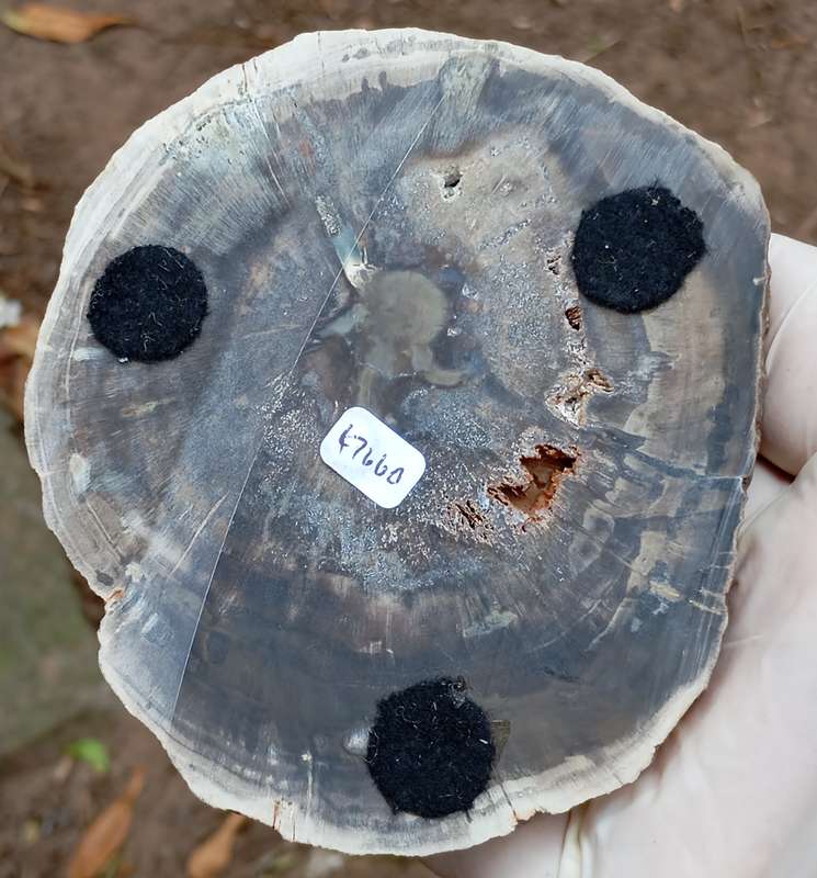 Triassic petrified conifer wood (woodworthia) - Molteno formation Zimbabwe