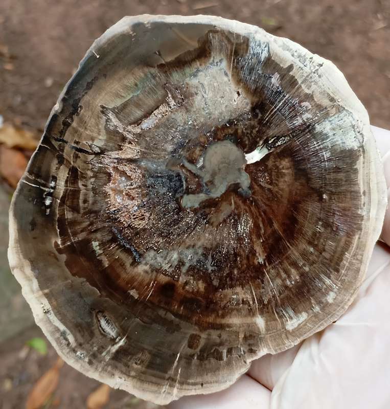 Triassic petrified conifer wood (woodworthia) - Molteno formation Zimbabwe