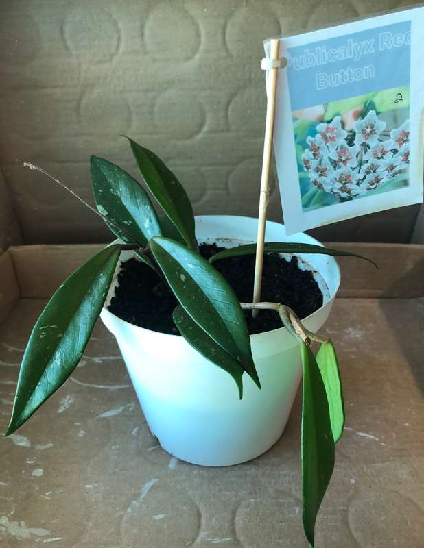Hoya Red Buttons  Live Plant