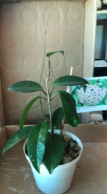 Hoya Carnosa Pink   Live Plant