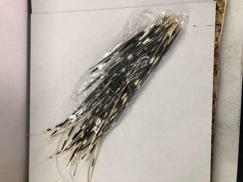 Porcupine Quills for art and decorations 1