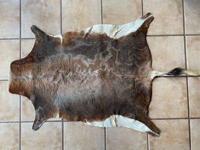 animal skin blesbok , approx.size:  100cm x 120cm