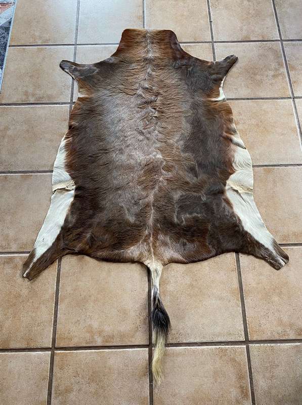 animal skin blesbok , approx.size:  100cm x 120cm