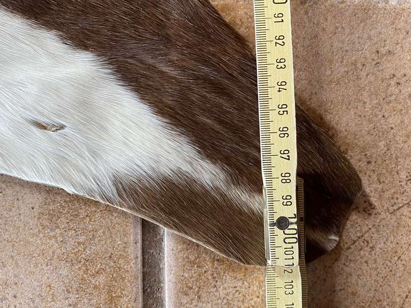 animal skin blesbok , approx.size:  100cm x 120cm