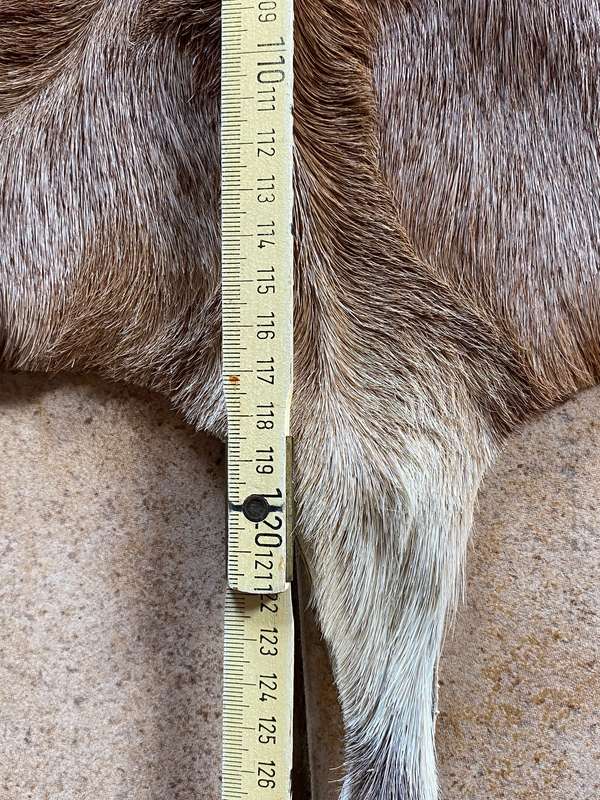 animal skin blesbok , approx.size:  100cm x 120cm