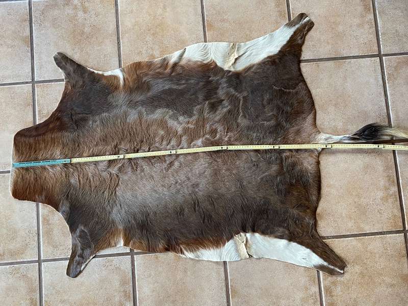 animal skin blesbok , approx.size:  100cm x 120cm