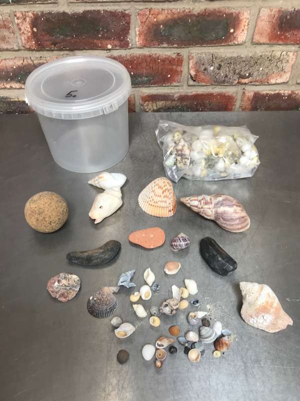 Nature mussels and stone lot (no.5) for collectors , vintage