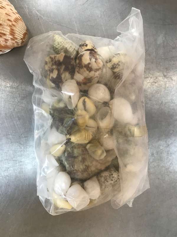 Nature mussels and stone lot (no.5) for collectors , vintage
