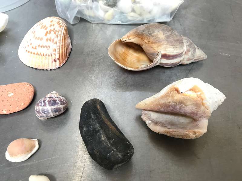 Nature mussels and stone lot (no.5) for collectors , vintage
