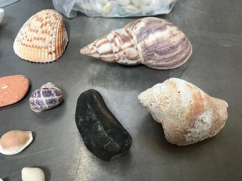 Nature mussels and stone lot (no.5) for collectors , vintage