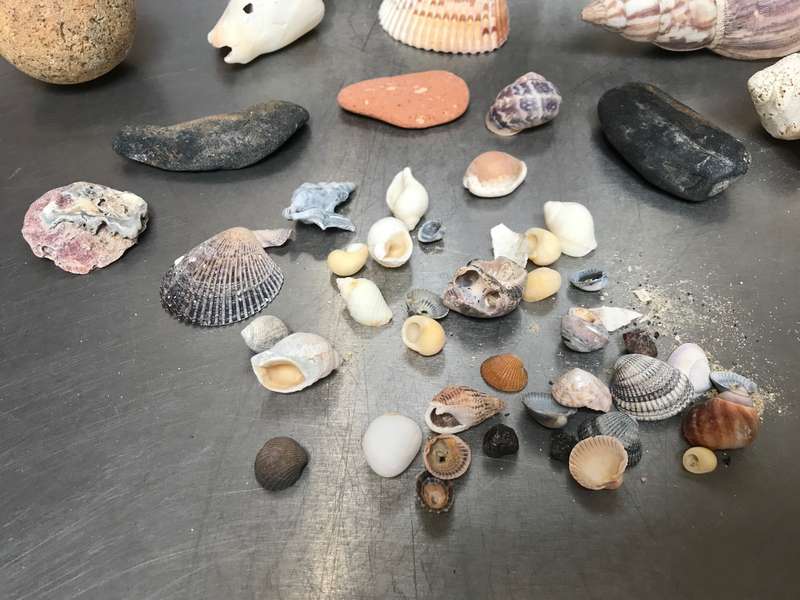 Nature mussels and stone lot (no.5) for collectors , vintage