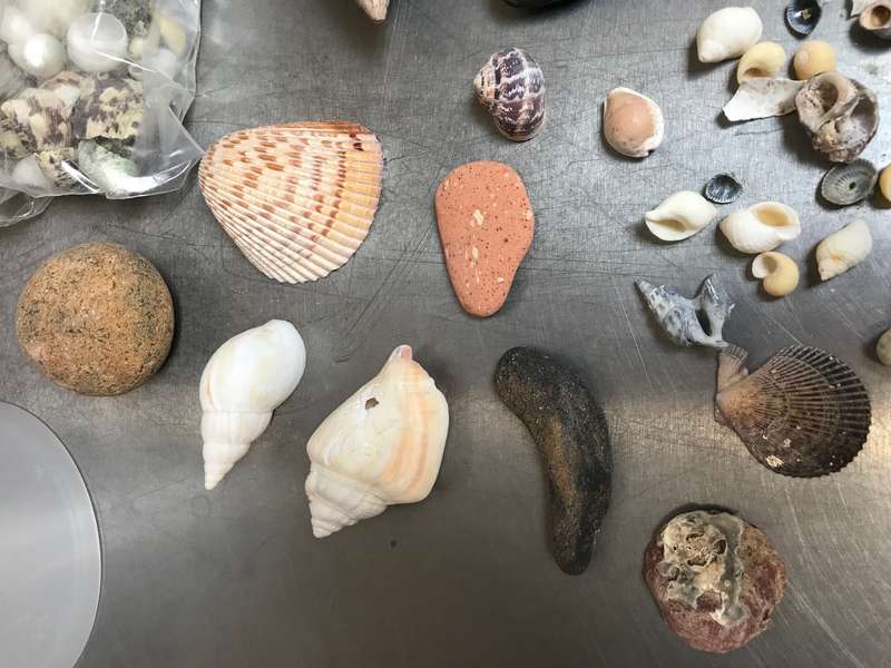 Nature mussels and stone lot (no.5) for collectors , vintage