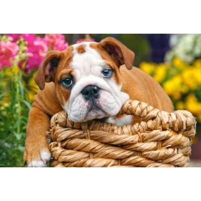 Castorland Sweet Bulldog Puzzle (70 Pieces)