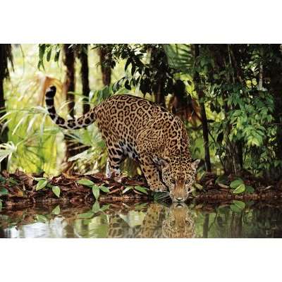 Clementoni High Quality Collection Animals - Leopard Jigsaw Puzzle (2000 Pieces)