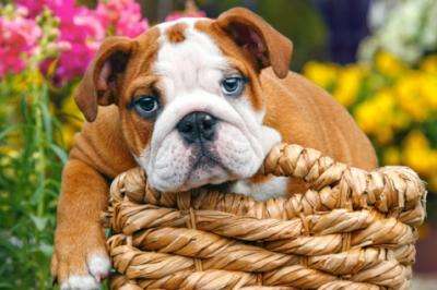 Castorland Sweet Bulldog Puzzle (70 Pieces)