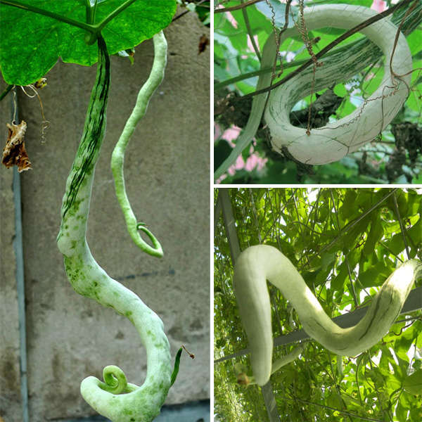 10pcs Snake Gourd Vegetable Seeds Garden Balcony Green Herbaceous Plant