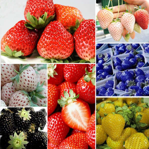 100Pcs 6 Color Strawberry Seeds Vegetables Fruits Seeds