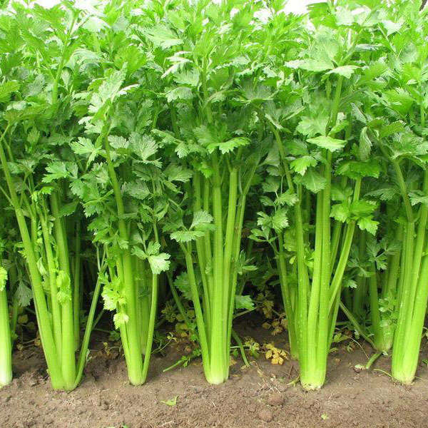60pcs Celery Healthy Vegetable Seeds Garden Herb Plant