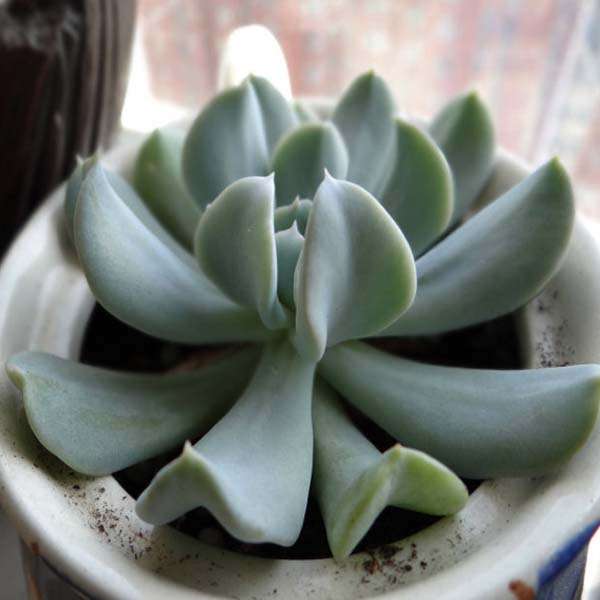 60pcs Echeveria Runyonii Seeds Garden Succulent Plants Potting