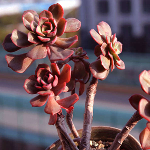 40pcs Echeveria Mahogny Rose Seeds Succulent Plants Potting