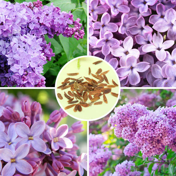 30pcs Purple Fragrant Lilac Shrub Seeds Vulgaris Syringa Flowers Seed