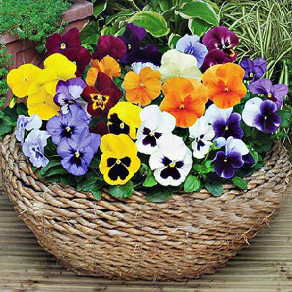 50 DIY Butterfly Pansy Giant Flower Seeds Mix
