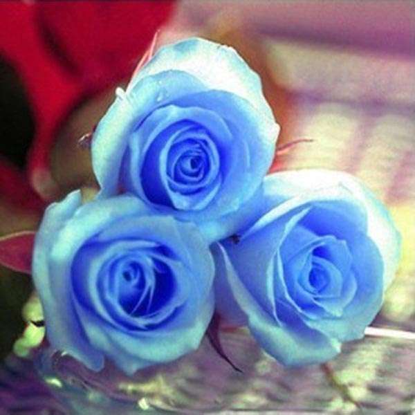 50 Pcs Blue Rose Bluelover Flower Seeds DIY Home Garden Dec