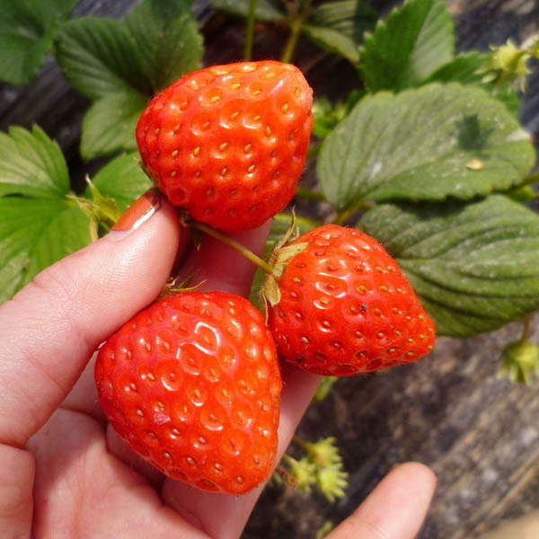 1 Bag 50 Seed Organic Strawberry Fragaria ananassa Delicious Fruits