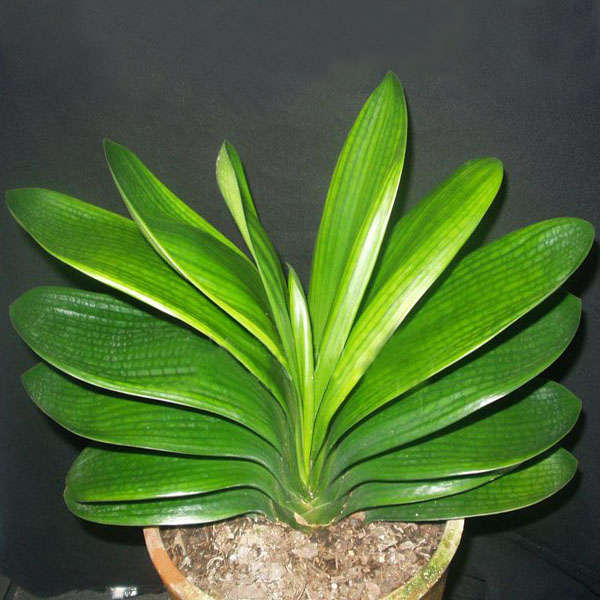 5PCS Hybrid Clivia Shaped Like Sparrow Mouth Plants