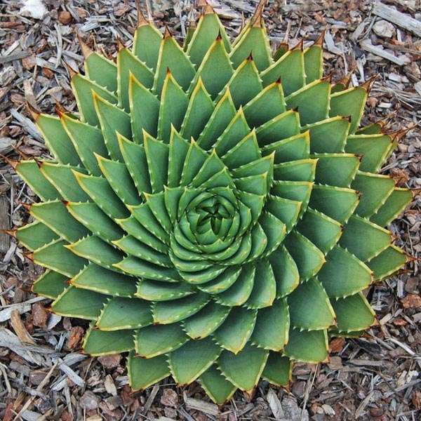 5PCS Aloe polyphylla Seeds Amazing Courtyard Plant
