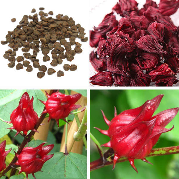 180 Seeds Roselle Hibiscus Sabdariffa Gardening Herb Seeds