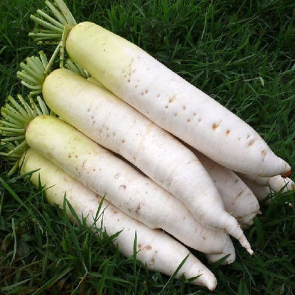 100pcs White Radish Vegetable Seeds Garden Biennial Plant