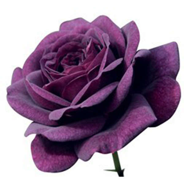 20 Purple Rose Flower Rose5 Seeds