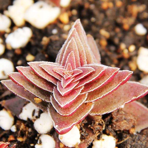 40pcs Crassula Corymbulosa Seeds Succulent Plants Potting