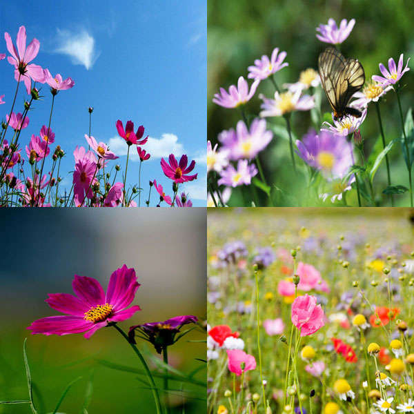 200pcs Garden Lawn Fast Growing Colorful Wildflowers Mixed Seeds